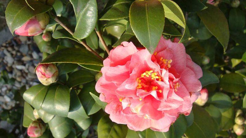 牡丹花种植方法