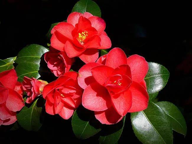 牡丹花种植方法