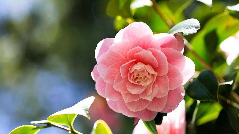 牡丹花种植方法