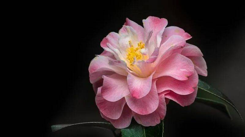 牡丹花种植方法