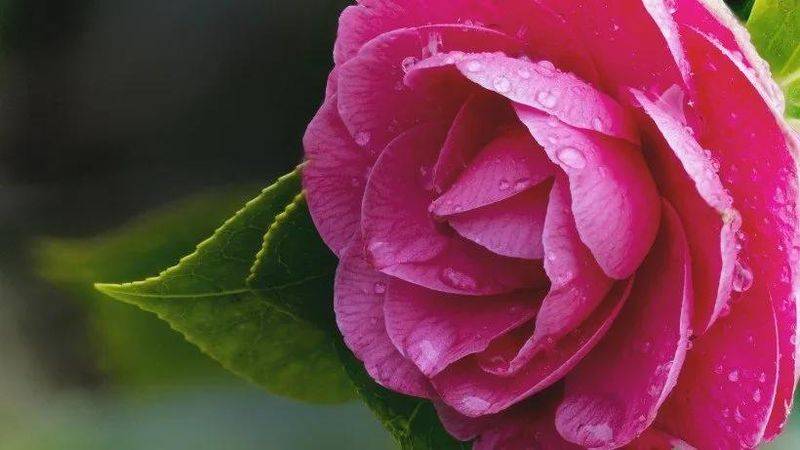 牡丹花种植方法