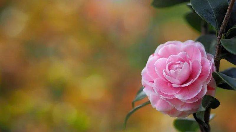 牡丹花种植方法