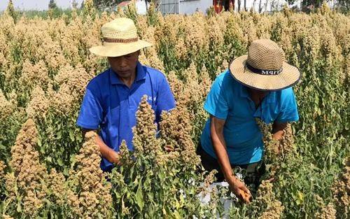 Quinoa planting techniques