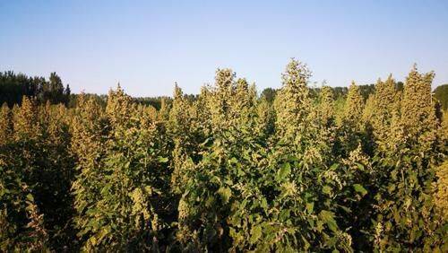 Quinoa planting techniques