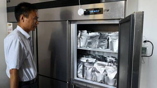 Quinoa planting techniques