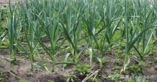 Northeast spring garlic growing technology