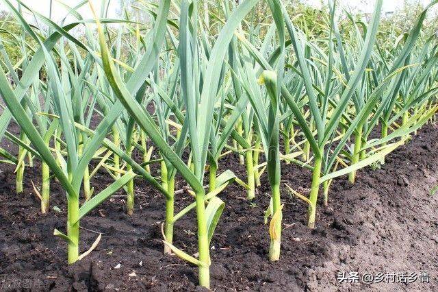 Northeast spring garlic growing technology