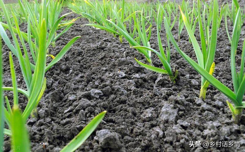 Northeast spring garlic growing technology