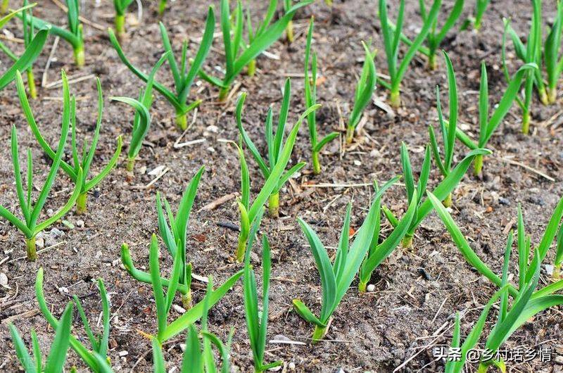 Northeast spring garlic growing technology