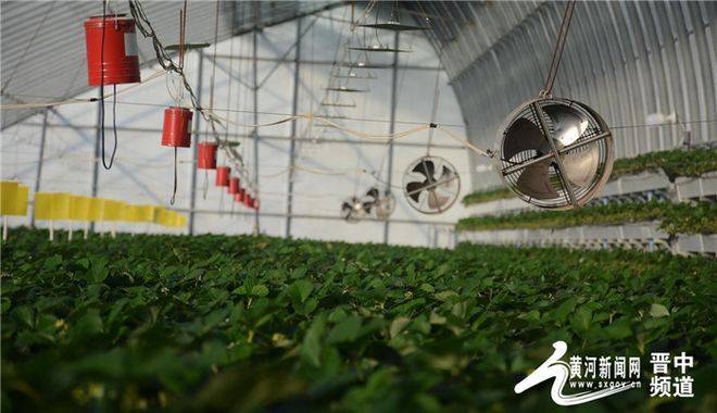 New varieties of high-quality fruit