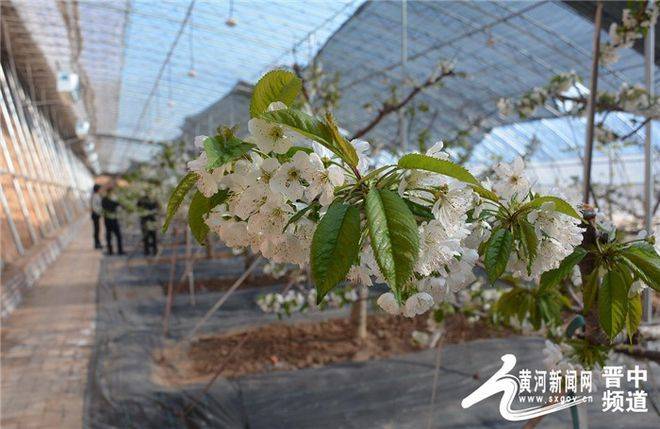 New varieties of high-quality fruit