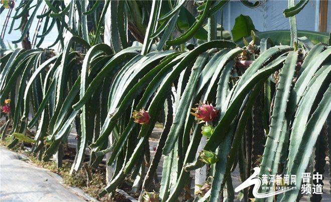 New varieties of high-quality fruit