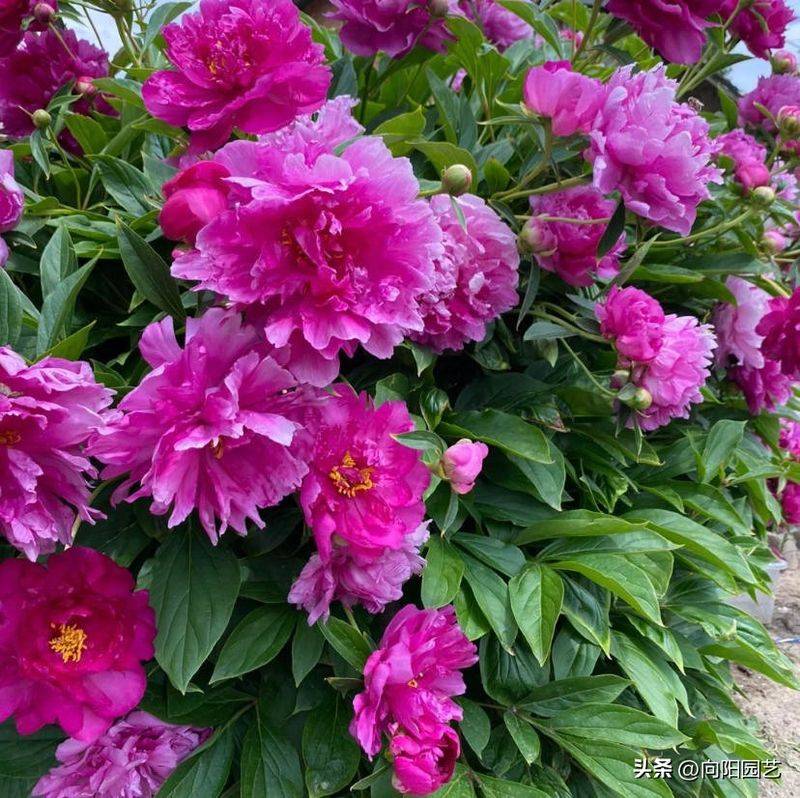 Methods of cultivation of pharmacists