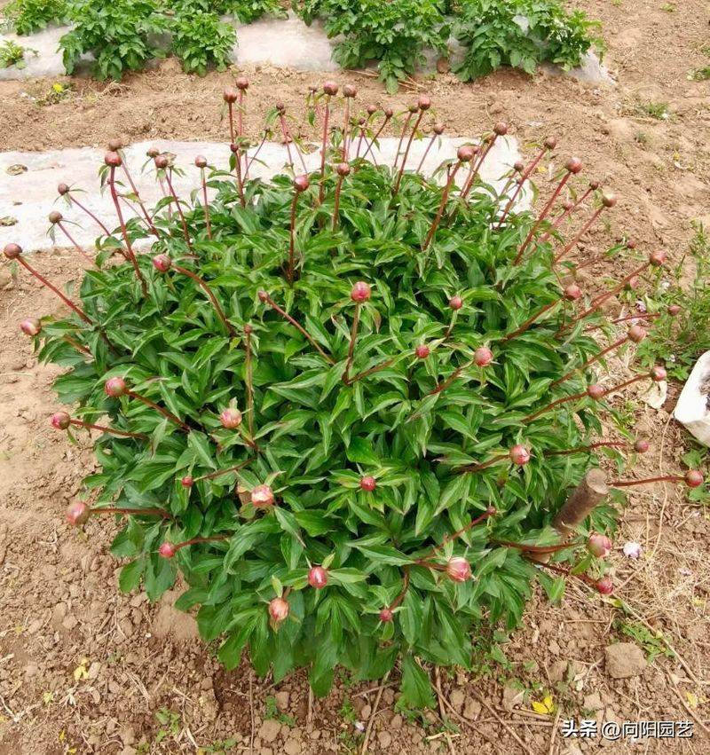 Methods of cultivation of pharmacists