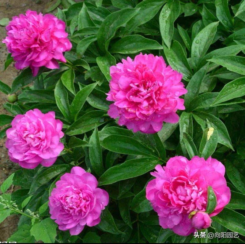 Methods of cultivation of pharmacists