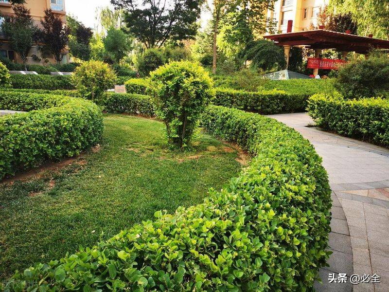 小区景观设计绿化原则和常用树种选择