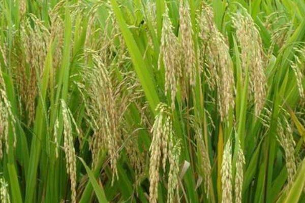 High-yielding plant technology no. 3 of sushang