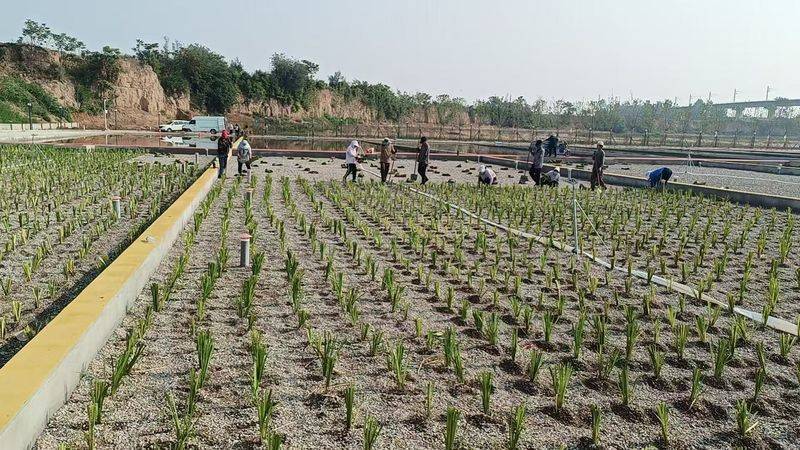 Plantation techniques