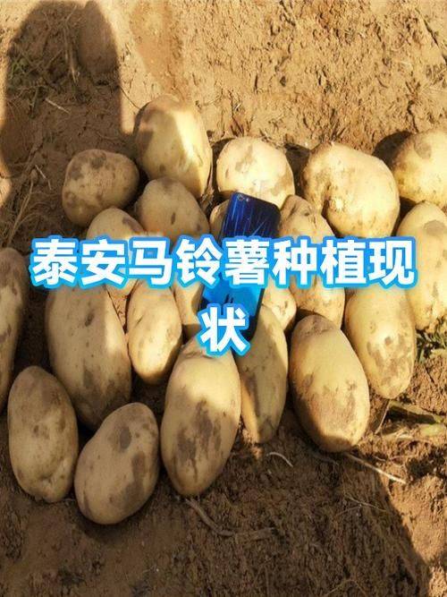 山东土豆种植技术