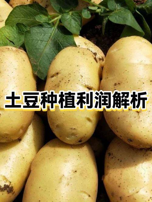 山东土豆种植技术
