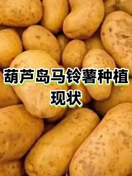 山东土豆种植技术