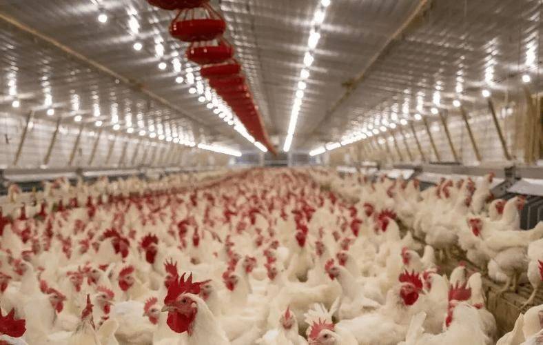 白羽乌鸡养殖成本与利润