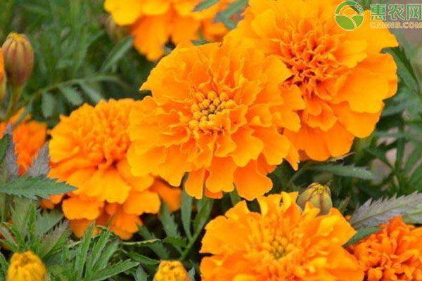 Family cultivation methods