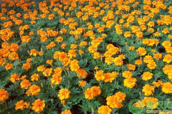 Family cultivation methods