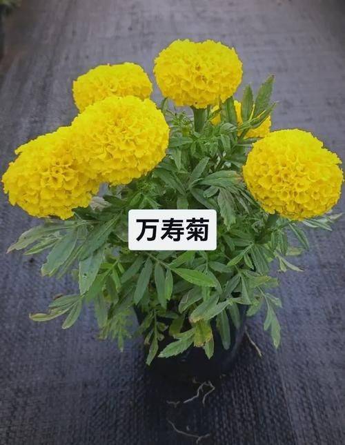 Family cultivation methods