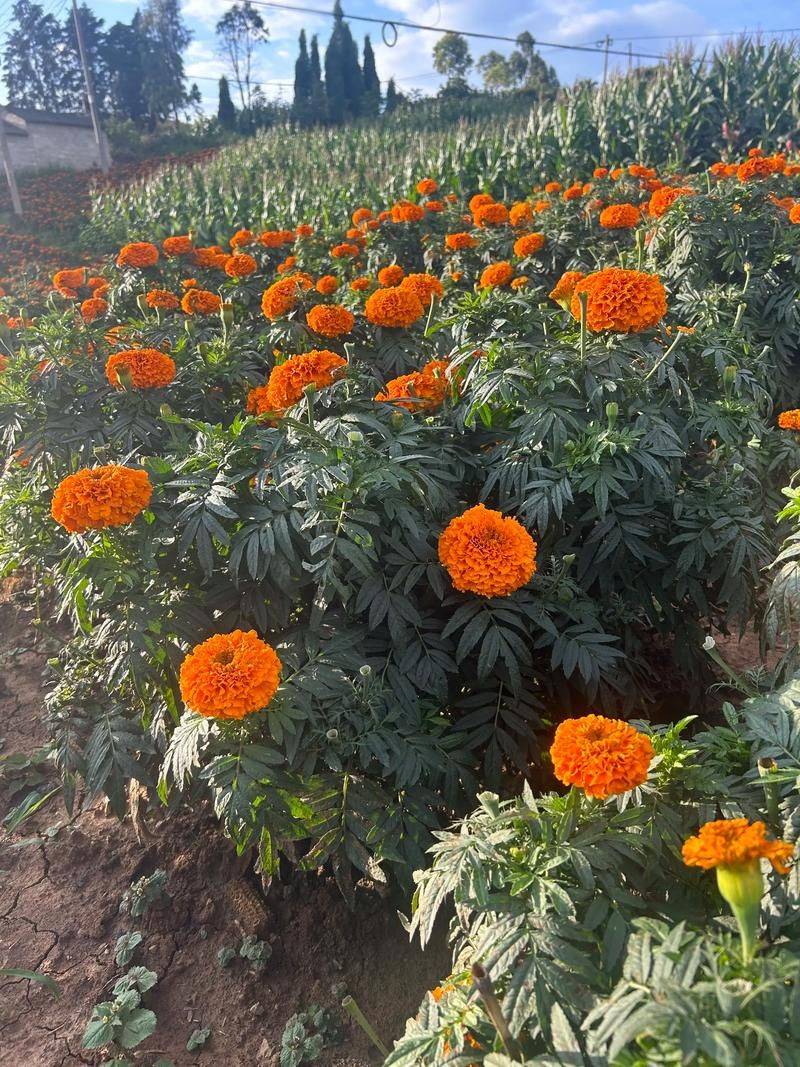 Family cultivation methods