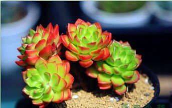 多肉植物的种植方法和注意事项