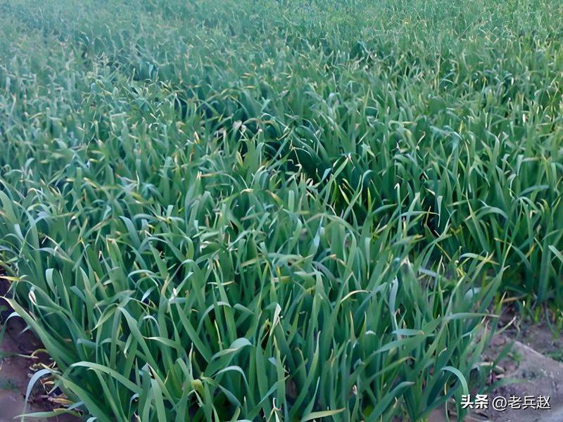 Northeast spring garlic growing technology