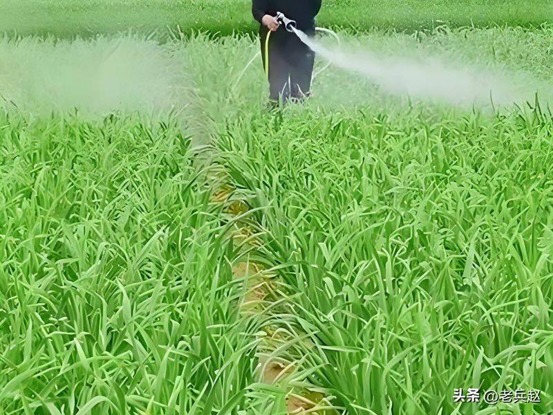 Northeast spring garlic growing technology