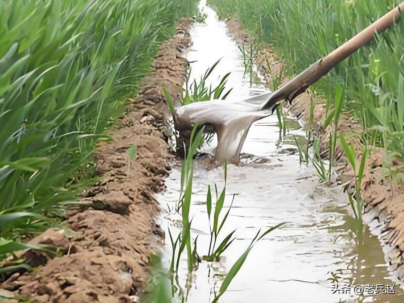 Northeast spring garlic growing technology