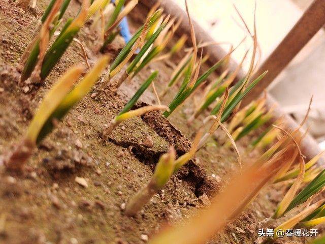Northeast spring garlic growing technology