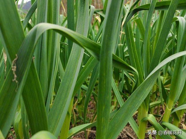 Northeast spring garlic growing technology