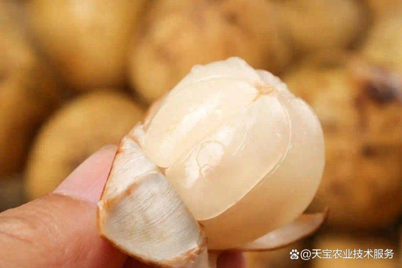 New varieties of high-quality fruit