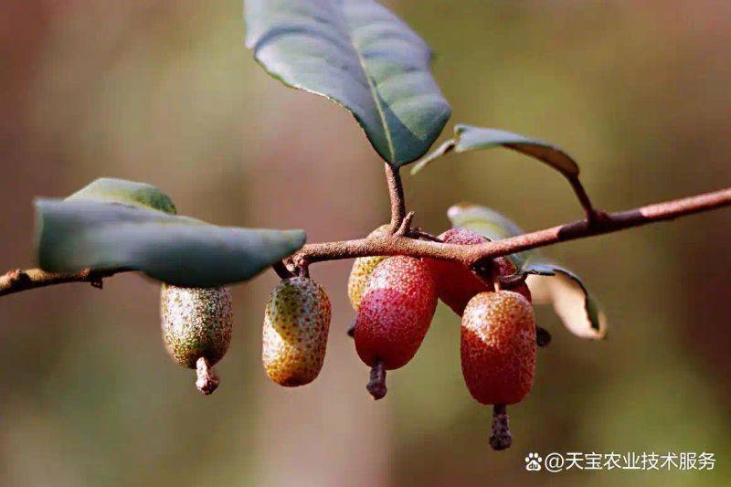 New varieties of high-quality fruit