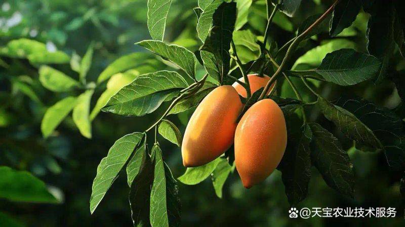 New varieties of high-quality fruit