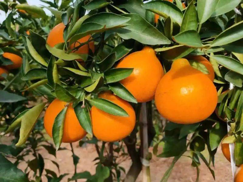 New varieties of high-quality fruit