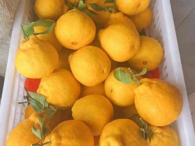 New varieties of high-quality fruit