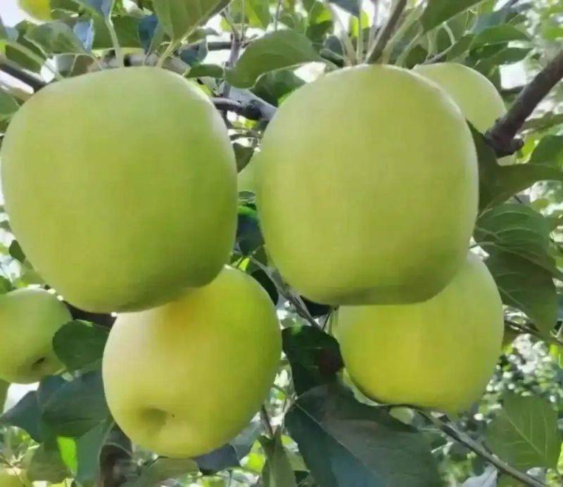 New varieties of high-quality fruit