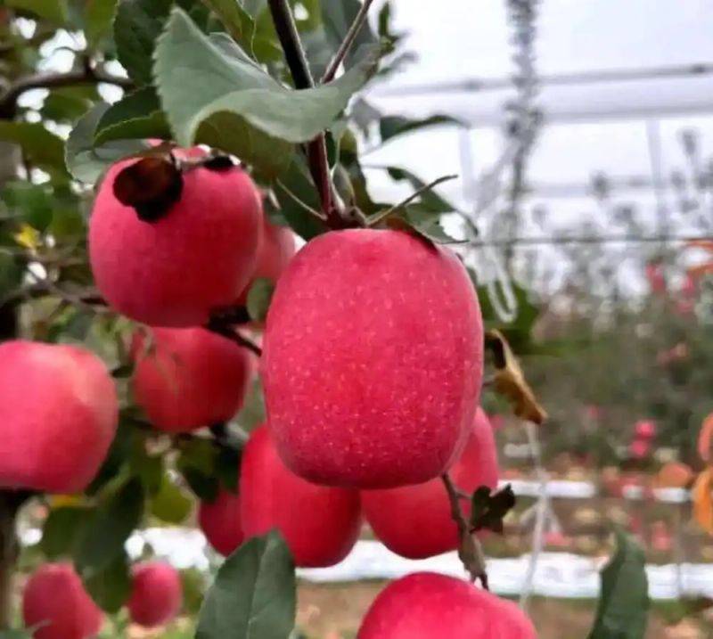 New varieties of high-quality fruit