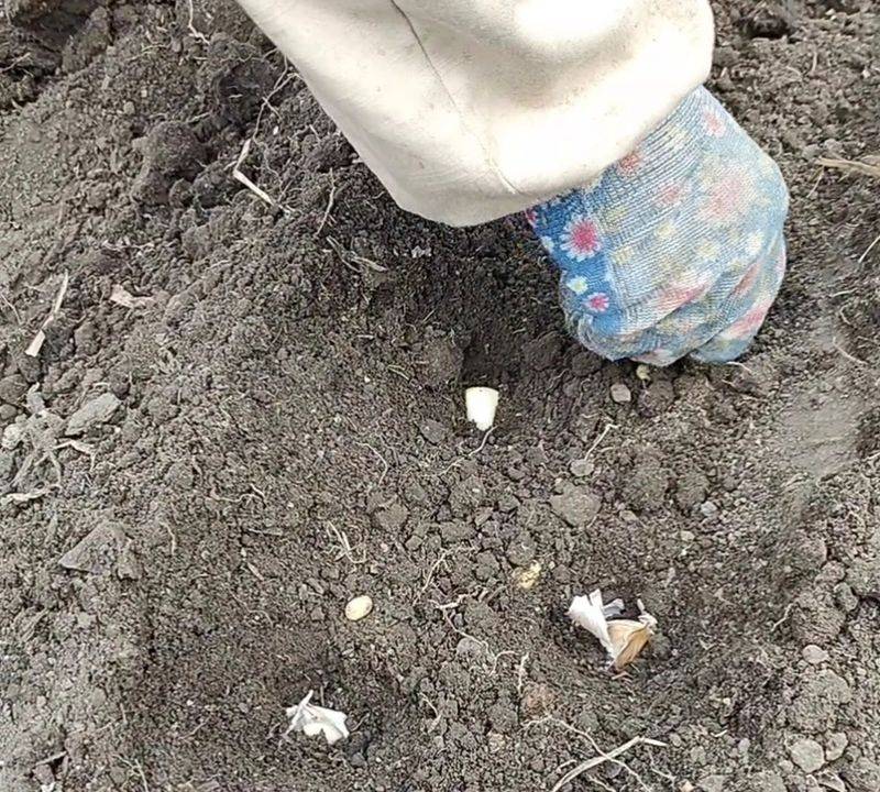 Northeast spring garlic growing technology