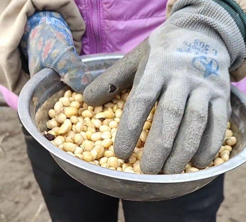 Northeast spring garlic growing technology