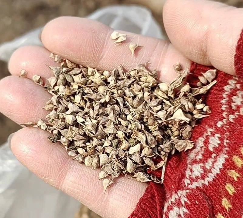 Northeast spring garlic growing technology