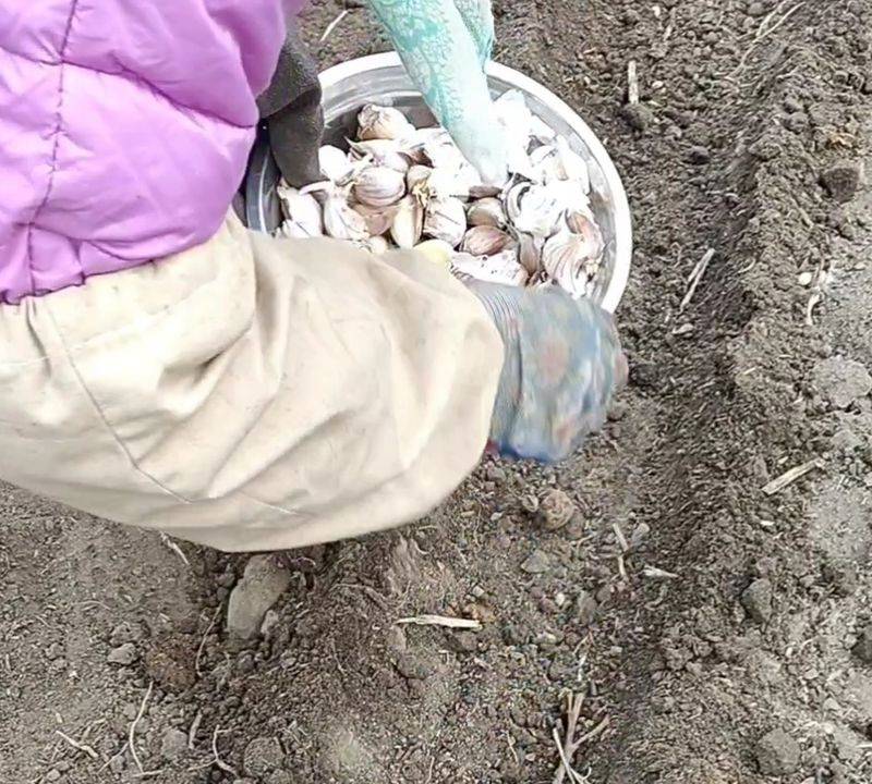 Northeast spring garlic growing technology