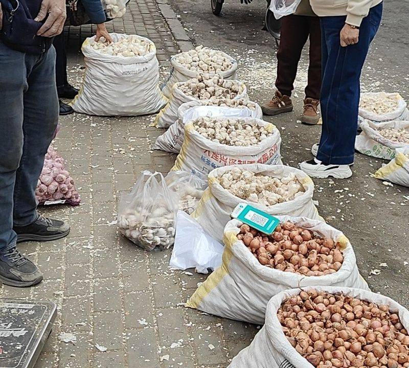 Northeast spring garlic growing technology