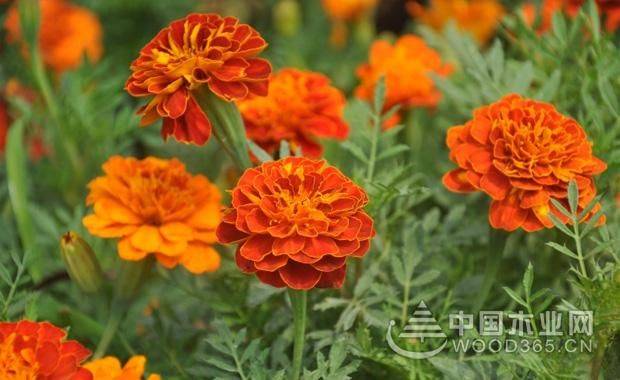 Family cultivation methods