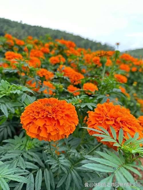 Family cultivation methods